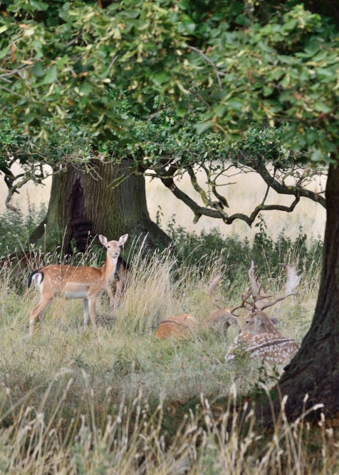 Deer at Charlecote Park