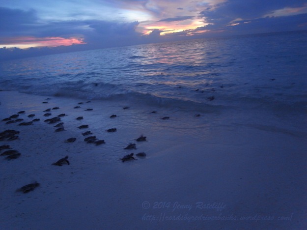 And they're off! Green turtle hatchlings, heading off into the sunset on Lankayan, Malaysia.